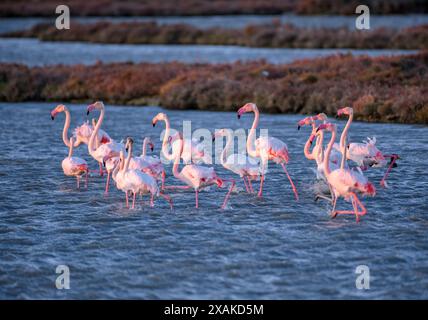 Un groupe de flamants roses dans les zones humides du delta de l'Èbre, dans la baie d'Alfacs, à l'aube de l'hiver (Montsià, Tarragone, Catalogne, Espagne) Banque D'Images