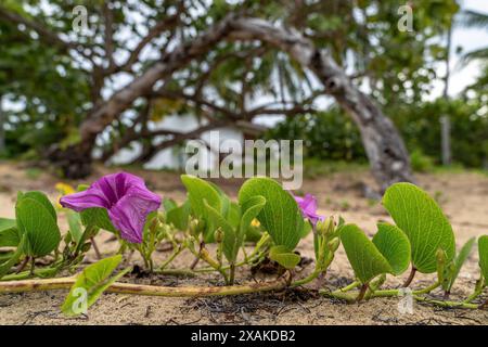 Amérique du Nord, Caraïbes, Grande Antilles, Île d'Hispaniola, République dominicaine, péninsule de Samana, Las Terrenas, Playa El Portillo, fleurs sur la plage de sable d'El Portillo Banque D'Images