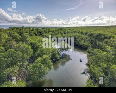 Amérique du Nord, Caraïbes, Grande Antilles, Île d'Hispaniola, République dominicaine, province du maire de Hato, Sabana de la Mar, Parc National de Los Haitises, kayak sur la rivière Rio Cano Hondo dans les mangroves du Parc National de Los Haitises Banque D'Images