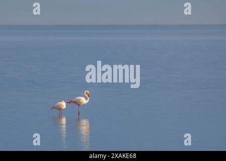 Grand flamants roses (Phoenicopterus roseus) dans la baie d'Alfacs par un après-midi d'hiver avec une mer calme (Montsià, Tarragone, Catalogne, Espagne) Banque D'Images