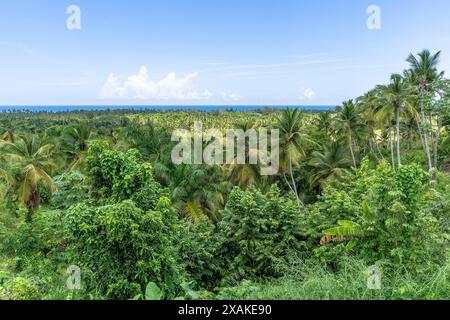 Amérique du Nord, Caraïbes, Grande Antilles, Île d'Hispaniola, République dominicaine, péninsule de Samana, El Limon, vue sur la végétation tropicale jusqu'à l'océan Atlantique Banque D'Images