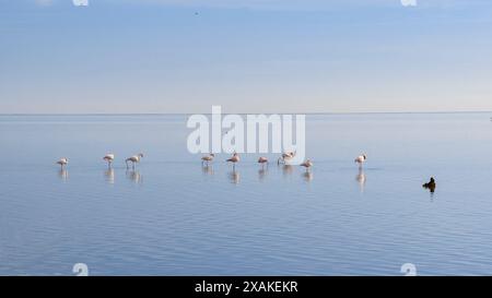 Grand flamants roses (Phoenicopterus roseus) dans la baie d'Alfacs par un après-midi d'hiver avec une mer calme (Montsià, Tarragone, Catalogne, Espagne) Banque D'Images