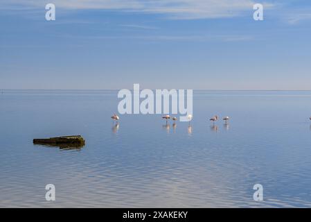 Grand flamants roses (Phoenicopterus roseus) dans la baie d'Alfacs par un après-midi d'hiver avec une mer calme (Montsià, Tarragone, Catalogne, Espagne) Banque D'Images