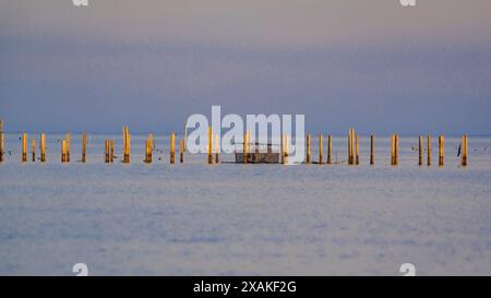 Fermes de moules dans le delta de l'Èbre dans la baie d'Alfacs lors d'un coucher de soleil d'hiver (Montsià, Tarragone, Catalogne, Espagne) ESP : Mejilloneras del Delta del Ebro Banque D'Images