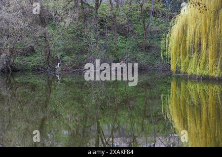 Un Grand Héron bleu (Ardea herodias) perche sur une branche d'arbre tombée dans un étang Banque D'Images