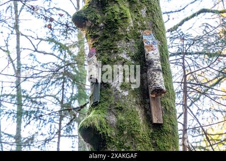 Europe, Allemagne, Bade-Württemberg, Forêt Noire, Parc naturel du sud de la Forêt Noire, Schluchtensteig, sculptures décoratives sur bois sur un arbre couvert de mousse Banque D'Images