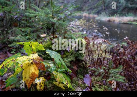 Europe, Allemagne, Bade-Württemberg, Forêt Noire, Parc naturel du sud de la Forêt Noire, Schluchtensteig, feuillage d'automne sur les rives de la rivière Wutach Banque D'Images