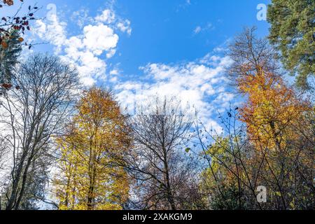 Europe, Allemagne, Bade-Württemberg, Forêt-Noire, Parc naturel du sud de la Forêt-Noire, Schluchtensteig, cimes d'automne sur un ciel bleu avec des nuages blancs Banque D'Images