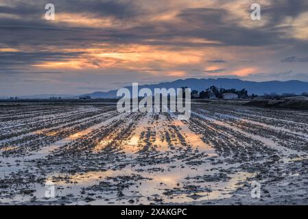 Coucher de soleil d'hiver derrière la chaîne de montagnes Montsià vu des rizières inondées dans le delta de l'Èbre (Tarragone, Catalogne, Espagne) Banque D'Images