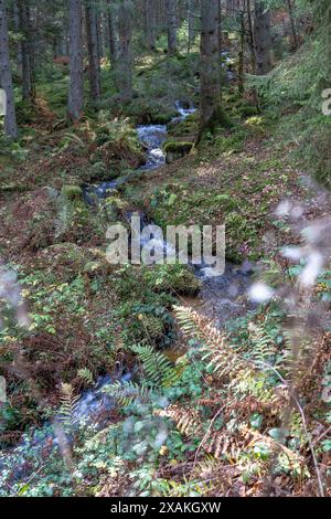 Europe, Allemagne, Bade-Württemberg, Forêt Noire, Parc naturel du sud de la Forêt Noire, Schluchtensteig, ruisseau dans une forêt dense Banque D'Images