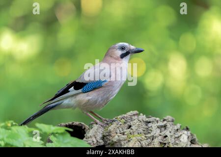 jay eurasien, Garrulus glendarius, adulte seul perché sur terre dans la forêt, Hortobagy, Hongrie, 1er mai 2024 Banque D'Images