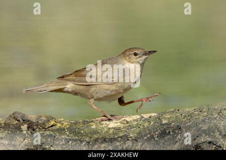 Paruline de Savi, Locustella luscinioides, adulte seul courant sur terre, Hortobagy, Hongrie, 2 mai 2024 Banque D'Images