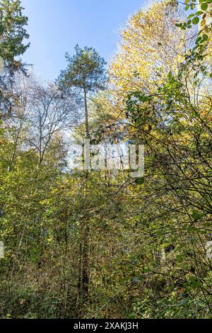 Europe, Allemagne, Bade-Württemberg, Forêt Noire, Parc naturel du sud de la Forêt Noire, Schluchtensteig, cimes des arbres sur un ciel bleu Banque D'Images