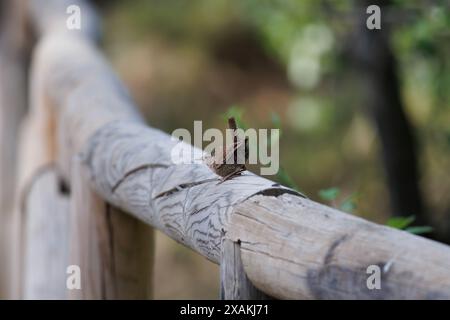 Averne eurasienne, troglodytes troglodytes, perchée sur des balustrades en bois dans la zone de loisirs Hortet del Pobre à Alcoy, Espagne Banque D'Images