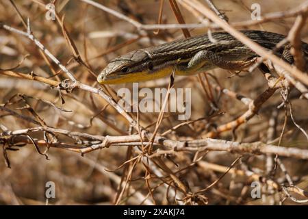 Lézard hispanique ibérique (Podarcis hispanicus) parmi les sous-bois forestiers, Alcoy, Espagne Banque D'Images