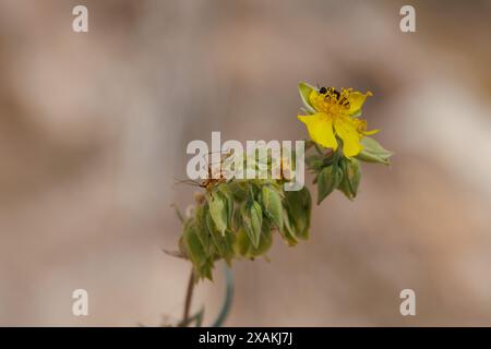 Plante de thé, Helianthemum syriacum, avec Nymph phaneroptera nana et coléoptère sur la fleur, Alcoy, Espagne Banque D'Images