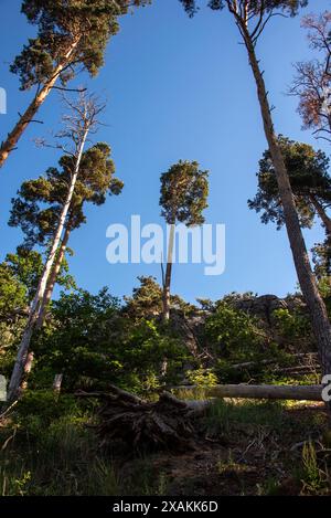 Grands pins sur le sentier de randonnée Löbbeckestieg dans les montagnes du Harz, sentier de crête le long du Teufelsmauer, menant de la Großvaterfelsen près de Blankenburg au Hamburger Wappen près de Timmenrode, Saxe-Anhalt, Allemagne Banque D'Images