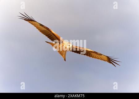 Cerf-volant rouge (Milvus milvus) en vol, Pyrénées, Espagne Banque D'Images