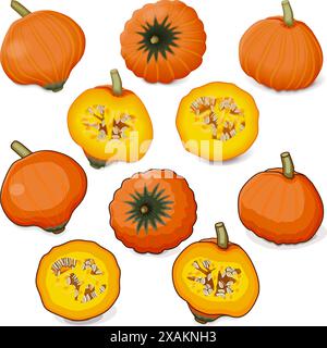 Set de squash Golden Nugget. Courge d'hiver. Cucurbita maxima. Fruits et légumes. Clipart. Illustration vectorielle isolée. Illustration de Vecteur