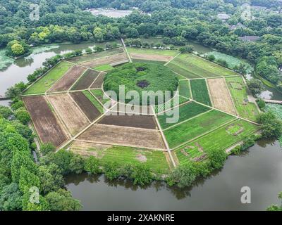 Hangzhou, Chine. 07 juin 2024. Une photo aérienne montre des champs de huit trigrammes en forme de huit trigrammes sur la montagne Yuhuangshan à Hangzhou, en Chine, le 6 juin 2024. Huit cultures différentes poussent sur des champs de huit trigrammes. Huit cultures montrent huit couleurs différentes tout au long de l'année. Dans le champ de huit trigrammes, il y a un monticule rond, qui est un diagramme demi-yin et demi-yang du Taiji. (Photo de Costfoto/NurPhoto) crédit : NurPhoto SRL/Alamy Live News Banque D'Images