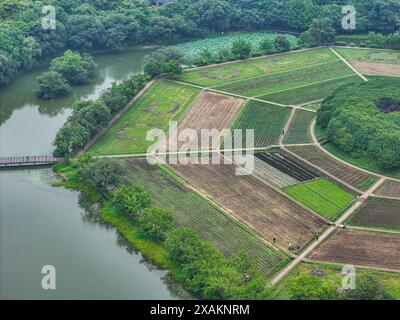 Hangzhou, Chine. 07 juin 2024. Une photo aérienne montre des champs de huit trigrammes en forme de huit trigrammes sur la montagne Yuhuangshan à Hangzhou, en Chine, le 6 juin 2024. Huit cultures différentes poussent sur des champs de huit trigrammes. Huit cultures montrent huit couleurs différentes tout au long de l'année. Dans le champ de huit trigrammes, il y a un monticule rond, qui est un diagramme demi-yin et demi-yang du Taiji. (Photo de Costfoto/NurPhoto) crédit : NurPhoto SRL/Alamy Live News Banque D'Images