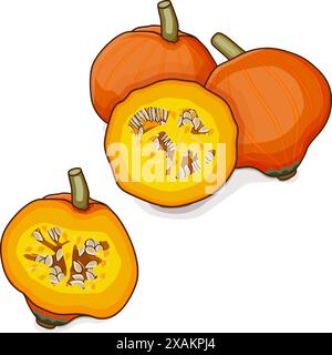 Courge Golden Nugget entière et hachée. Courge d'hiver. Cucurbita maxima. Légumes. Clipart. Illustration vectorielle isolée. Illustration de Vecteur