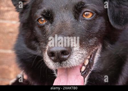 Visage d'un chien noir fatigué à Sienne, Italie Banque D'Images