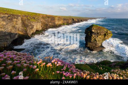 Le Spord Sea stack, Orkney Islands Banque D'Images