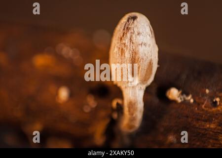 Jeune mouche fragile Leucocoprinus fragilissimus cap 15892 Banque D'Images