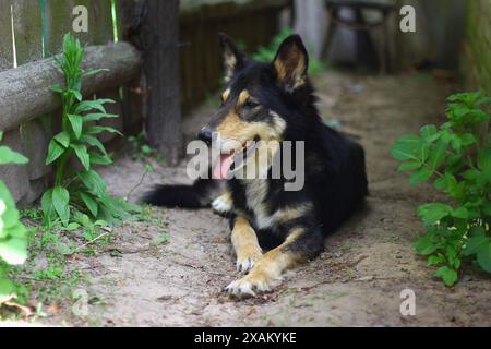 Un chien de cour est couché dans la cour Banque D'Images