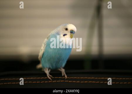 Beau perroquet budgie bleu assis sur le fauteuil Banque D'Images