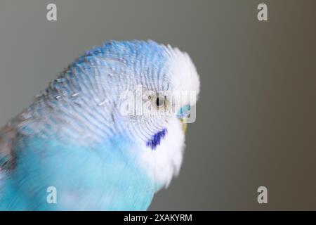 Magnifique portrait de perroquet budgie bleu en gros plan Banque D'Images