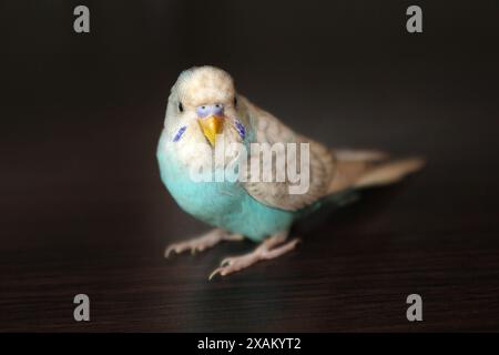 Beau perroquet budgie bleu assis sur la table Banque D'Images