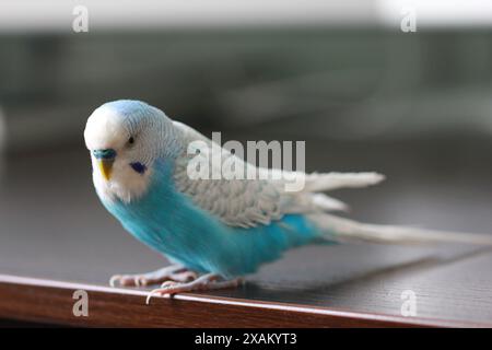 Beau perroquet budgie bleu assis sur la table Banque D'Images