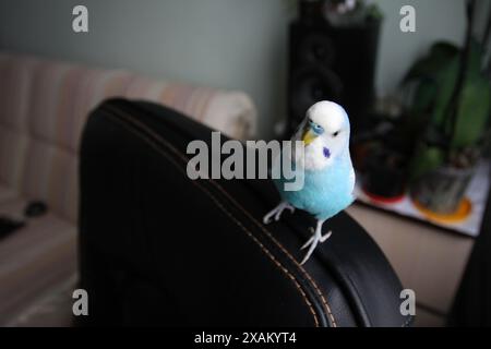 Beau perroquet budgie bleu assis sur le fauteuil Banque D'Images