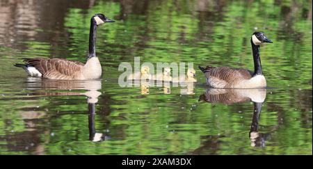 Mère d'oie du Canada, père et bébés flottant sur le lac, Laval, Canada Banque D'Images