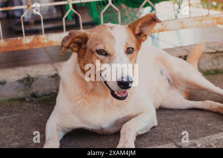 chien blanc et caramel couché Banque D'Images