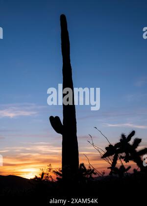 Coucher de soleil, Ajo Mountain Drive, Organ Pipe Cactus National Monument, Arizona. Banque D'Images