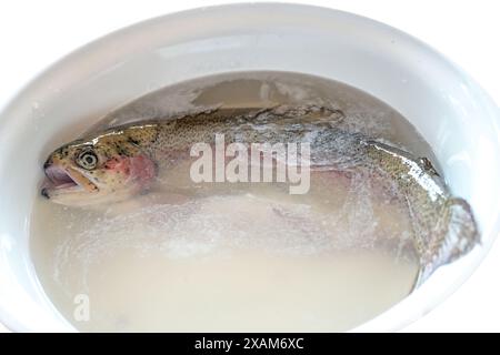 La truite de saumon est prête à être évidée et maintenant trempée dans un bol blanc de saumure de sel avant de fumer ou de frire, préparation du poisson et concept de cuisson, espace de copie, Banque D'Images