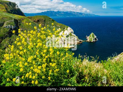 Coreopsis géant ; Leptosyne gigantea ; fleurs sauvages jaunes ; île de Santa Cruz ; Parc national des îles Anglo-Normandes Rocky Ocean Coast ; Californie ; États-Unis Banque D'Images