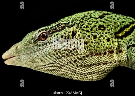 Jaune arbre moniteur (Varanus reisingeri) mâle Banque D'Images