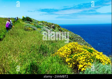 Les touristes marchent le long de Giant Coreopsis ; Leptosyne gigantea ; falaises bordées de fleurs sauvages jaunes ; île de Santa Cruz ; parc national des îles Anglo-Normandes Océan Pacifique Banque D'Images