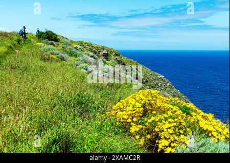 Les touristes marchent le long de Giant Coreopsis ; Leptosyne gigantea ; falaises bordées de fleurs sauvages jaunes ; île de Santa Cruz ; parc national des îles Anglo-Normandes Océan Pacifique Banque D'Images