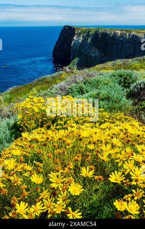 Coreopsis géant ; Leptosyne gigantea ; fleurs sauvages jaunes ; île de Santa Cruz ; Parc national des îles Anglo-Normandes Rocky Ocean Coast ; Californie ; États-Unis Banque D'Images