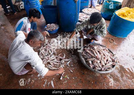 7 juin 2024, Cox's Bazar, Chittagong, Bangladesh : les pêcheurs déchargent différents types de poissons de bateaux à Fishery Ghat, Cox's Bazar, Bangladesh. Les bateaux vont à la mer tous les minuit pour attraper du poisson. Le matin, le ghat est en vie d'activité, rempli de la nouvelle récolte du jour prête à être distribuée. Fishery Ghat, le plus grand marché aux poissons du bazar de cox, est l'un des principaux hubs ''Hilsa'' du pays. Pour les pêcheurs, les vendeurs et les moyens de subsistance liés au poisson, Fishery Ghat est un centre de bonheur et d’espoir. Lorsque cet endroit affiche des réserves abondantes, le bonheur rayonne des visages du peop Banque D'Images