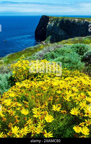 Coreopsis géant ; Leptosyne gigantea ; fleurs sauvages jaunes ; île de Santa Cruz ; Parc national des îles Anglo-Normandes Rocky Ocean Coast ; Californie ; États-Unis Banque D'Images