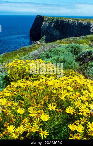 Coreopsis géant ; Leptosyne gigantea ; fleurs sauvages jaunes ; île de Santa Cruz ; Parc national des îles Anglo-Normandes Rocky Ocean Coast ; Californie ; États-Unis Banque D'Images