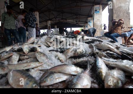 7 juin 2024, Cox's Bazar, Chittagong, Bangladesh : les pêcheurs déchargent différents types de poissons de bateaux à Fishery Ghat, Cox's Bazar, Bangladesh. Les bateaux vont à la mer tous les minuit pour attraper du poisson. Le matin, le ghat est en vie d'activité, rempli de la nouvelle récolte du jour prête à être distribuée. Fishery Ghat, le plus grand marché aux poissons du bazar de cox, est l'un des principaux hubs ''Hilsa'' du pays. Pour les pêcheurs, les vendeurs et les moyens de subsistance liés au poisson, Fishery Ghat est un centre de bonheur et d’espoir. Lorsque cet endroit affiche des réserves abondantes, le bonheur rayonne des visages du peop Banque D'Images