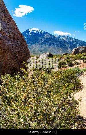 Créosote Bush ; Larrea tridentata ; en fleurs ; Buttermilk Rocks, célèbres rochers de granit pour l'escalade ; Mt. Tom au-delà ; près de Bishop ; Californie ; États-Unis Banque D'Images