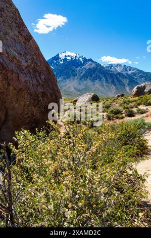 Créosote Bush ; Larrea tridentata ; en fleurs ; Buttermilk Rocks, célèbres rochers de granit pour l'escalade ; Mt. Tom au-delà ; près de Bishop ; Californie ; États-Unis Banque D'Images